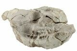 Fossil Oreodont (Merycoidodon) Partial Skull - South Dakota #269889-3